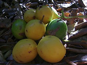 Gomortega keule fruits 001