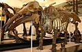 Gomphotherium productum
