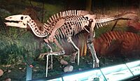Gongpoquansaurus mazongshanensis.jpg