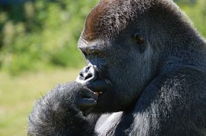 Gorilla port lympne1