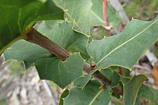 Hakea amplexicaulis leaf base