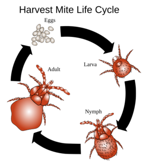 Harvest mite cycle