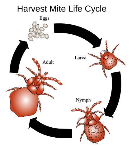 Harvest mite cycle