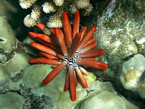 Heterocentrotus mammillatus in situ from Hawaii