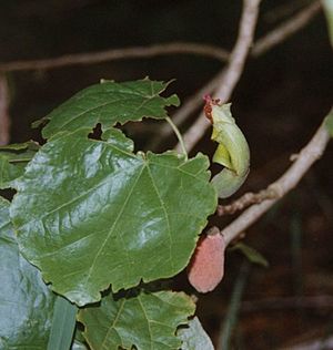 Hibiscadelphus hybrid2