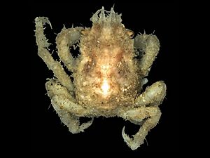 Hyas coarctatus juvenile.jpg