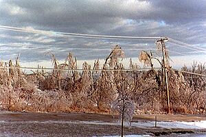 Ice Storm 98 trees line Noaa6198