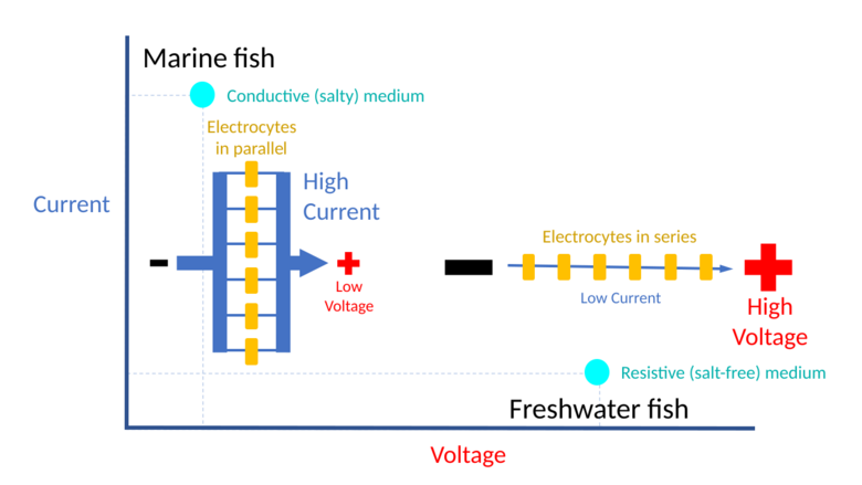 Impedance matching in electric fishes