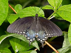 Kaldari Papilio troilus