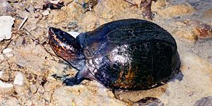 Kinosternon scorpioides Scorpion Mud Turtle, Tamaulipas