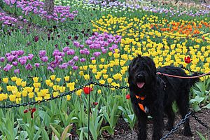 Labradoodle Flowers