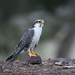 Laggar Falcon adult male