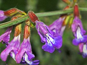 Lamiaceae - Salvia ringens-001