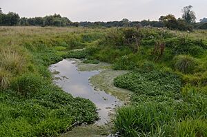 Langford Meadows 9