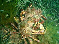 Leptomithrax gaimardii P2023255