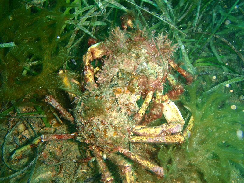 Leptomithrax gaimardii P2023255