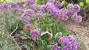 Limonium puberulum.jpg