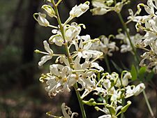 Lomatia silaifolia flower detail