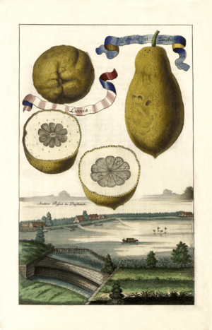 Lumia - Limon à Zucheta Volkamer 1708 138b