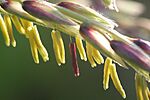 Männliche Blüte einer Maispflanze 2009-08-19