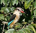 Male Brown-hooded Kingfisher (Halcyon albiventris) in Pigeonwood tree