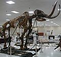 Mammut americanum - Burning Tree Mastodon (Upper Pleistocene, 11.39 ka; Burning Tree Golf Course, south of Heath, southern Licking County, central Ohio, USA) 1 (15276264887)