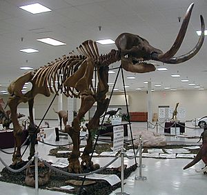 Mammut americanum - Burning Tree Mastodon (Upper Pleistocene, 11.39 ka; Burning Tree Golf Course, south of Heath, southern Licking County, central Ohio, USA) 1 (15276264887)