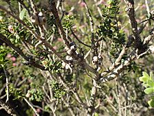 Melaleuca ryeae fruit