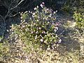 Melaleuca seriata (habit)