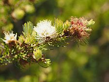 Melaleuca urceolaris (leaves, flowers)