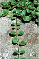 Mitchella.repens01