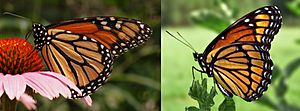 Monarch Viceroy Mimicry Comparison