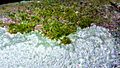 Moss lichen
