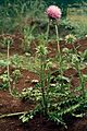 Musk thistle