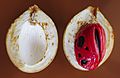 Nutmeg fruit seed and aril