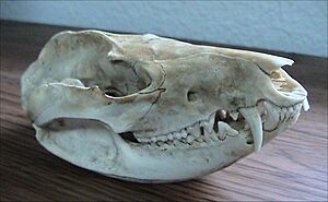 Opossum Skull