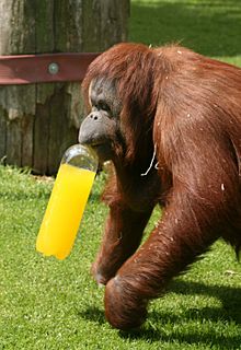 Orangutan (Pongo pygmaeus) at Twycross Zoo-4