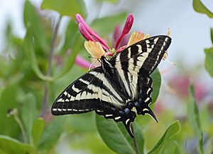 Pale Swallowtail butterfly.jpg