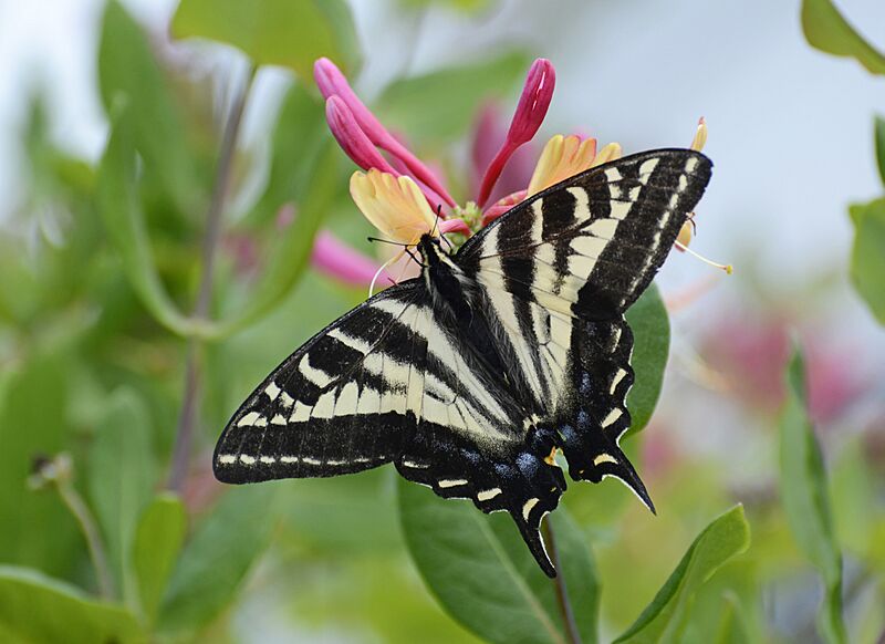 Pale Swallowtail butterfly
