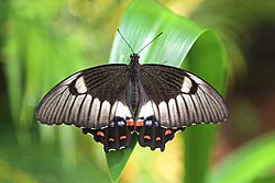Papilio aegeus 7990.jpg