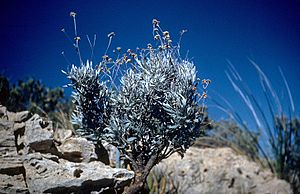 Parthenium argentatum (USDA).jpg