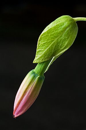 Passiflora tarminiana flower