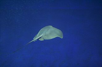 Pelagic stingray monterey