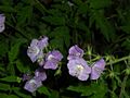 Phacelia bipinnatifida