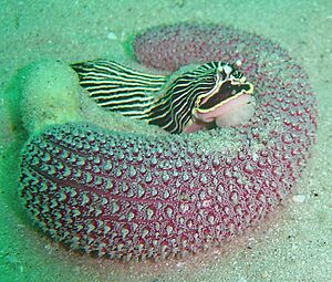 Pierre's armina feeding on purple sea pen DSC09784