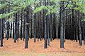 Pinus taeda plantation