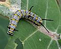 Plain Tiger (Danaus chrysippus) caterpillar on a Calotropis (Milkweed) species in Hyderabad, AP W IMG 7968