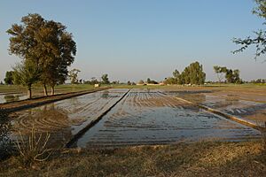 Plain of punjab