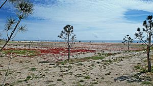 Playa del cavalló-Arenys de Mar.JPG