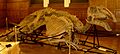 Prosaurolophus maximus1